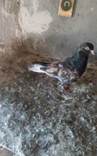 سار نر مست