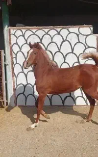 پانسیون اسب