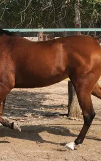 مادیون دوسر وارداتی عرب مصری