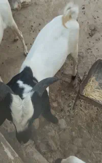 کهره نر