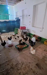 مرغ تخم گذار