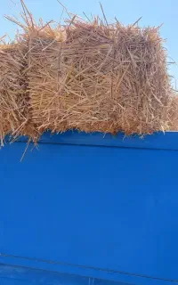 پرس کولش