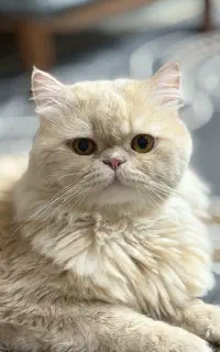 گربه نر جهت جفتگیری