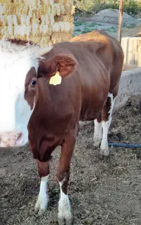 گاوشیری