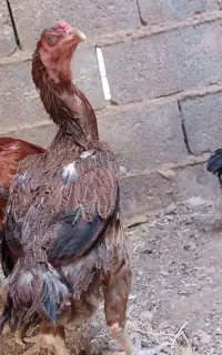 مرغ لاری