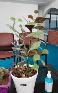 چهار عدد صندلی انتظار ( رایانه صنعت )