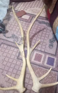 شاخ