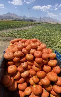 فروش عمده( بورانی ) کدو تنبل