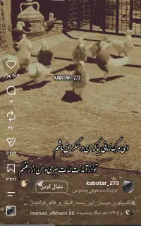 گمشده عروس هلندی