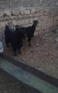 بز .کهره