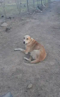 سگ یکو نیم سال