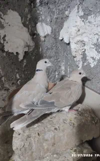 کبوتر خانگی شکلاتی