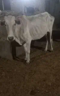 دوعدد گاو بومی جوان وسرحال