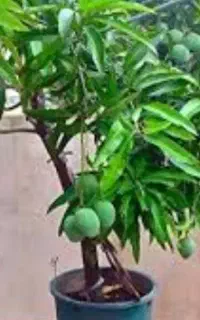 نهال انبه مخصوص جیرفت و جنوب کرمان