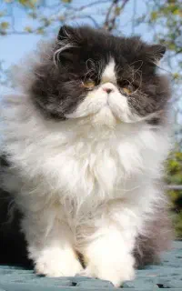 گربه پرشین فلت بای کالر(سفید،مشکی)