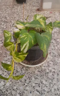 گل و گیاه