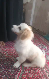 پاکوتاه شیتزو