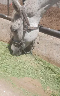 اسب مادیان عرب .