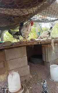 مرغ و خروس گلین