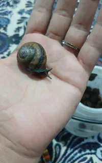 حلزون