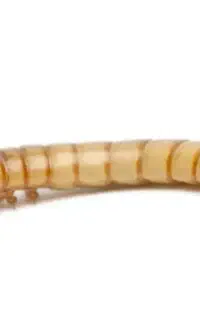 تولید و فروش میلورم