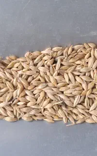 جو درجه یک