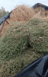 یونجه