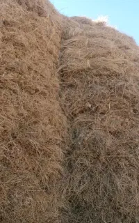 گیاه فروشی