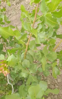 ترکه احمداقایی