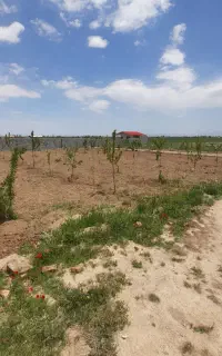 تیلر