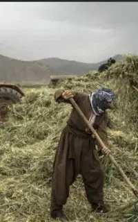 علف کوهستانی خرمن‌کوبی