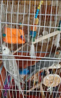 طوطی عروس مولد