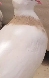 کبوتر طوقی گمشده