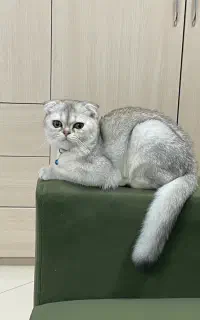 گربه اسکاتیش عروسکی، چشم‌درشت و فوق‌العاده جذاب