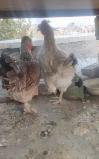 مرغ بومی  لری تخم گذار