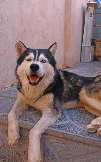سگ هاسکی معاوضه .ماهی کفتر جوجه