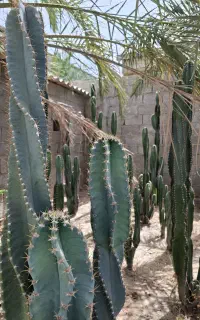 کاکتوس پریانوس