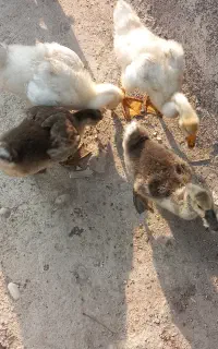 غوغاز  سه ماهه