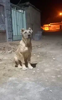 توله سرابی نر