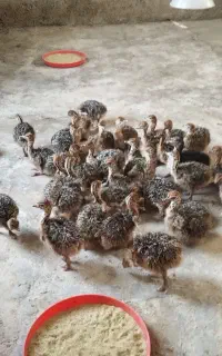 پیش فروش جوجه شترمرغ 20 روزه و یک ماهه