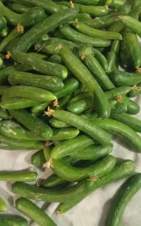 خیار بوته