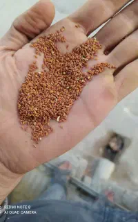 تخم شاهی