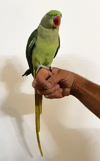 شاه طوطی دستی