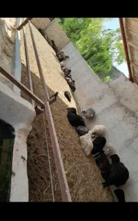 بره افشاری درجه یک