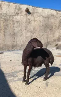 قوج‌بره‌تا‌حالا‌دندون‌درنیاورده‌اصل‌افشار‌نژاد‌ر