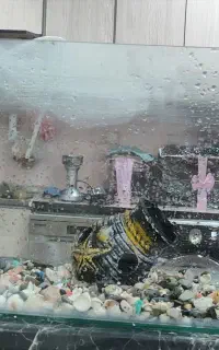 آکواریوم با وسایل