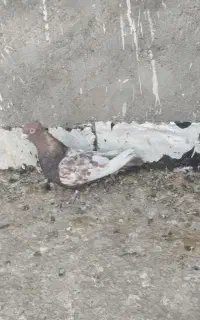 سینه مشکی نر هم پرشی هم جفتگاه صید