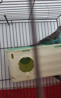 مرغ عشق ماده