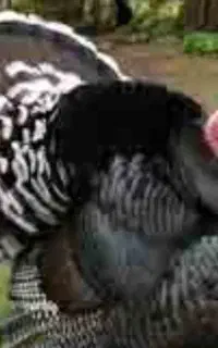 فروش بوقلمون برنز امریکایی فوری