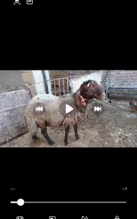 قوچ2ساله هترو بابرگه آزمایش